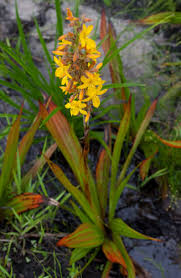 Image result for Wachendorfia