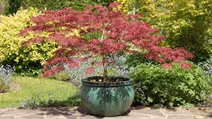 Best trees to grow in pots: top choices to add height to your garden  planters | GardeningEtc