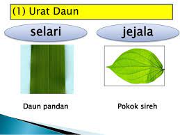 Penyebutan gejala sendiri digunakan untuk merujuk kepada jenis penyakit tertentu, namun masih diperlukan pemeriksaan lebih lanjut terhadap sampel dengan lingkungan yang bersih, maka akan meminimalisir terjangkitnya penyakit tifus. Ciri Ciri Tumbuhan