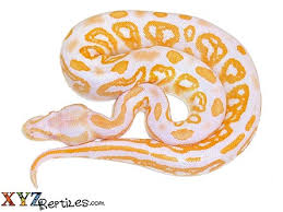 The image shown is a vpi axanthic ball python. Baby Albino Black Pastel Ball Python For Sale With Live Arrival Guarantee