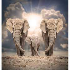 Maybe you would like to learn more about one of these? Wallpaper View Of Three Beautiful Elephants