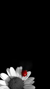 30 Hd Black Iphone Wallpapers