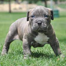 Pit Puppies Google Search Pit Puppies Pitbull Terrier Puppies