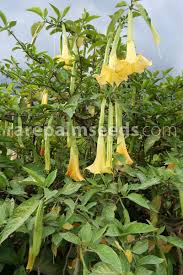 Image result for Aeollanthus suaveolens