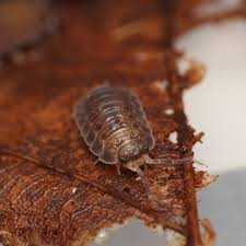 Image result for Ypsilopus