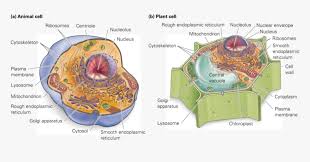 Chromatin Drawing Plant Cell Diagram Cell Structure Animal Cells Hd Png Download Transparent Png Image Pngitem