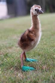 Bird With Blue Feet Another Pinner Said Blue Footed Boobie Baby My Fav Bird He S The Color Of A Pair Of My Boots Lol Animals Beautiful Cute Animals Animals