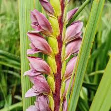 Image result for Dicliptera clinopodia