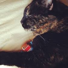 Help Catsofinstagram Domo Catsandtoys Domokun Nhk Urbanoutfittersexclusive Tortie Domestic Cats Of Instagram Sand Toys Cats