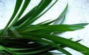 Kolesterol tinggi berarti kadar kolesterol dalam tubuh berada di atas angka normal. 8 Obat Herbal Untuk Menurunkan Kolesterol Yang Bahannya Mudah Didapatkan