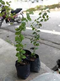 Pokok bidara merupakan jenis tumbuhan kecil atau pokok sederhana besar yang mampu tumbuh sehingga ketinggian 15 meter. Pokok Bidara Kampung Berduri Untuk Perubatan Anak Pokok Sekaki Shopee Malaysia