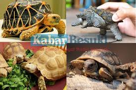 Maybe you would like to learn more about one of these? 6 Jenis Kura Kura Istimewa Dengan Harga Fantastik Intip Keindahannya Kabar Besuki