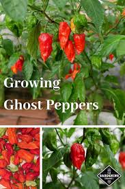Check spelling or type a new query. How To Grow Ghost Peppers Bhut Jolokia Gardening Channel
