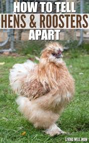 How To Tell Hens And Roosters Apart What S The Difference Silkie Chickens Colors Silkie Chickens Silkie Rooster