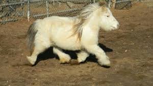 So Fluffy Hayvan Bebekler Sevimli Hayvan Yavrulari Ve Taylar
