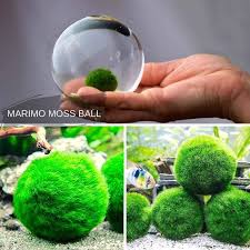 Marimo Moss Ball Handpicked Live Plants Aquarium Products Online Microaquaticshop Com Au Micro Aquatic Shop Bettafish Aquarium Fish Fishtank Tropica
