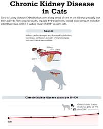 Chronic kidney disease, also called chronic kidney failure, describes the gradual loss of kidney function. Kidney Disease In Cats Feline Renal Failure The Vet Is In