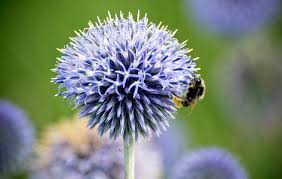 Image result for Tapinanthus constrictiflorus