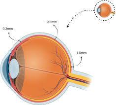 Image result for Sclera