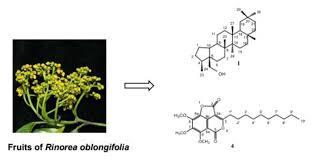 Image result for Rinorea angustifolia