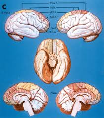 The anterior choroidal artery (acha) normally supplies a number of critical brain structures in addition to its supply to the choroid plexus of the temporal horn. Area Of Supply Of The Distal Anterior Cerebral Artery And Its Individual Branches C Neuroanatomy The Neurosurgical Atlas