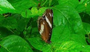 This online māori dictionary is aimed at providing quick access but it is recommended that you also purchase the hard copy for use in class and when you are not online. Beautiful Butterfly Photography In The Wild English Indonesian Steemit