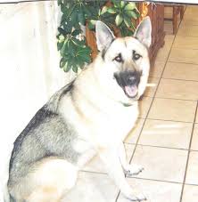Reserve your german shepherd puppy. Silver Sable German Shepherds Forum