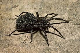 Though they should be taken seriously, wolf spider bites are not always as. Habits And Traits Of Wolf Spiders Family Lycosidae