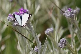 Image result for Vernonia natalensis