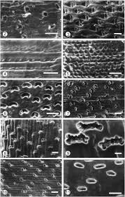 Image result for Leptocarydion