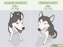Beautiful husky/malamute puppies looking for their forever home. How To Identify An Alaskan Malamute From A Siberian Husky