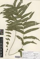 Image result for Ampelopteris