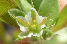 Image result for Polycarpon