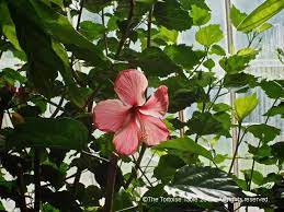 Planting flowers flowers hibiscus flowers trees to plant amazing flowers hibiscus tropical flowers pretty flowers flower garden. Browse And Search The Tortoise Table Plant Database