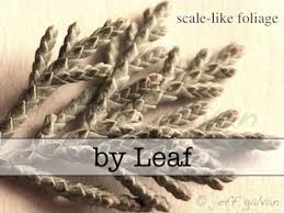 It is possible to identify many of our native trees by looking at their leaves. Tree Identification By Bark Leaf Flowers Colorado Rocky Mountains