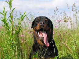 We did not find results for: Rottweiler Ilovepets Com