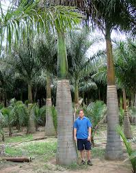 You may unsubscribe at any moment. Specimen Palms Plantworld Wholesale Plant Growers
