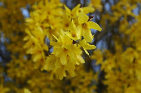 Check spelling or type a new query. How To Grow Forsythias From Stem Cuttings The Garden