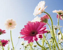 Sunflowers, bllom, blossom, desktop backgrounds, flora, flower wallpaper. Pictures Of Beautiful Flowers Wallpapers Wallpaper Cave