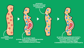 Rh negativ si riscul pentru sarcină blinded by the light disease bible study plans. DiferenÈ›a Dintre Rhesus Negativ È™i Pozitiv Rh Factor