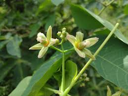 Image result for Hevea brasiliensis