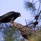 Birding in a Changing Climate