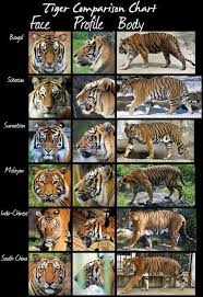Tiger Comparison Chart Know Your Animals Animals Types