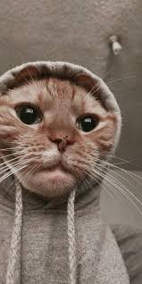 Koty Cats Wallpaper Cute Cute Cat Wallpaper Cute Animals Kitten Wallpaper