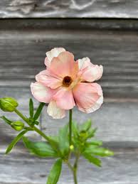 Image result for Ranunculus raeae