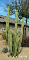 Image result for cactus cuttings