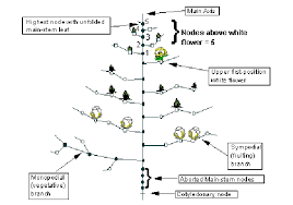 Development And Growth Monitoring Of The Cotton Plant