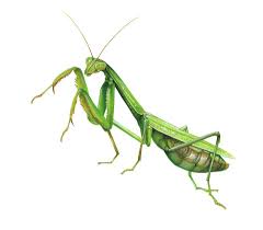 Picture Of Praing Mantises Praying Mantis Bugs Book Praying Mantis Insect Tattoo Mantis Tattoo