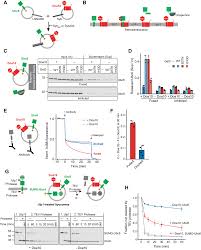 Cette politique de confidentialité s'applique aux informations que nous collectons à votre sujet sur filmube.com (le «site web») et les applications filmube et comment nous utilisons ces informations. Doa10 Is A Membrane Protein Retrotranslocase In Er Associated Protein Degradation Elife