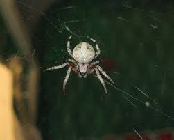 We specialize in exterminating the toughest pests throughout arizona with offices in both the phoenix metro area and prescott. Piper Pest Control Pest Control Services Prescott Az